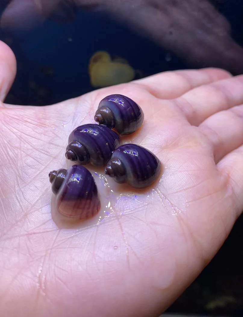 Golden Apple Mystery Snails Ramshorn & Trumpet — One of UK's